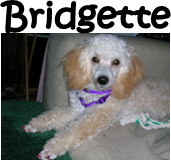 Bridgette
